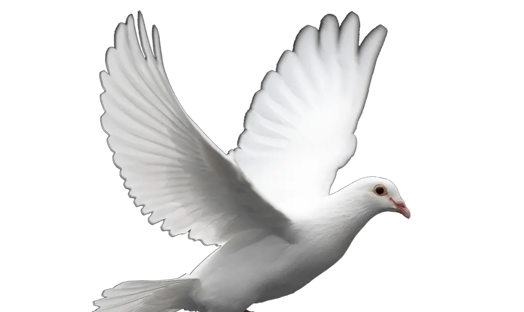 White Dove Peace Png Transparent Background Dove Png Peace Png