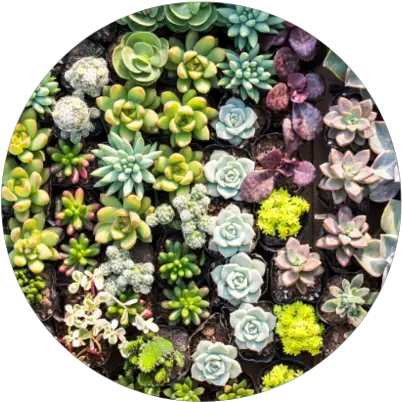 About Jrney Succulent Plant Png Succulent Png