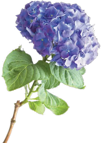 Vavasseur Fleur Caring For Your Flowers Hydrangea Png Hydrangea Png