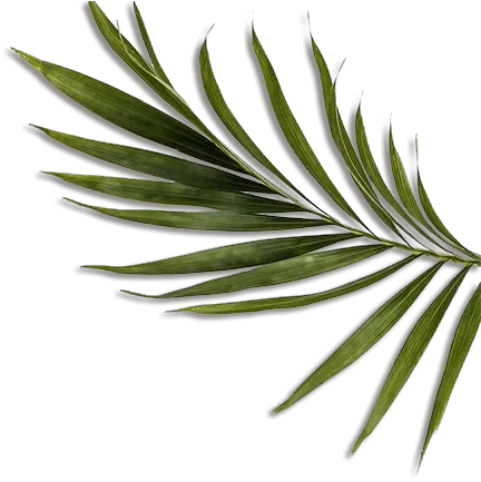 Feuille Jungle Transparent Png Feuille Jungle Png Jungle Png