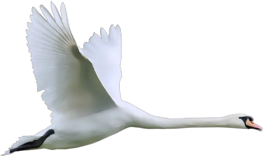 Swan Flying 2 Png Swan Flying Png Swan Png