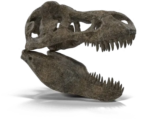 T Tyrannosaurus Png Dinosaur Skull Png