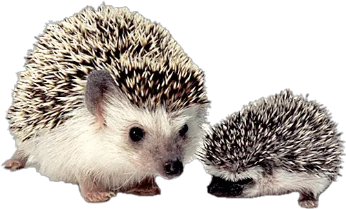 Hedgehog Mother And Baby Transparent Png Stickpng Cute Animal On Earth Baby Transparent