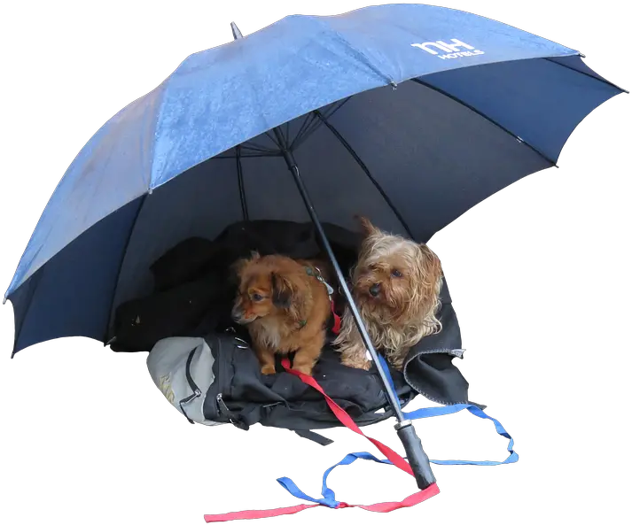 Leave Dog Partner Png Poster Print 20 X Dog And Umbrella Png Alone Png