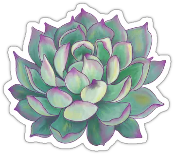 Succulent Plant Aesthetic Succulents Drawing Png Succulent Png