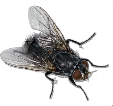 House Fly Png Image Fly Png Fly Png