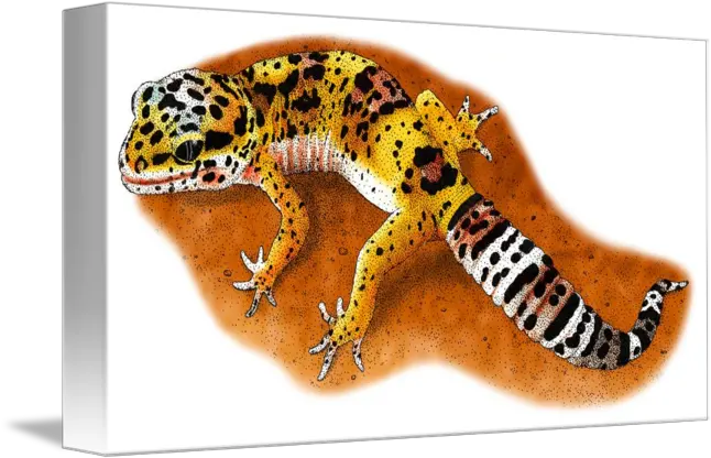 Leopard Gecko Leopard Gecko Illustration Png Leopard Gecko Png