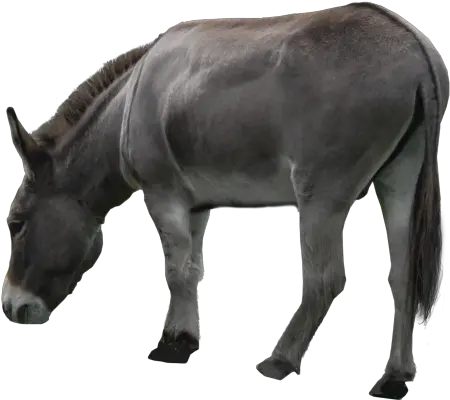 Donkey Png Images Transparent Free Burro Png Donkey Png