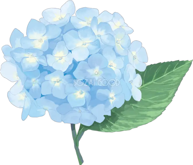 French Hydrangea East Transparent Hydrangea Png Hydrangea Png