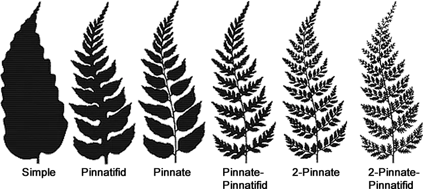 Fern Structure Fern Leaf Types Png Fern Leaf Png