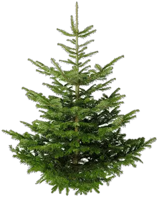 Isolated Fir Tree Transparent Png Stickpng Real Christmas Tree Uk Pine Tree Transparent Background