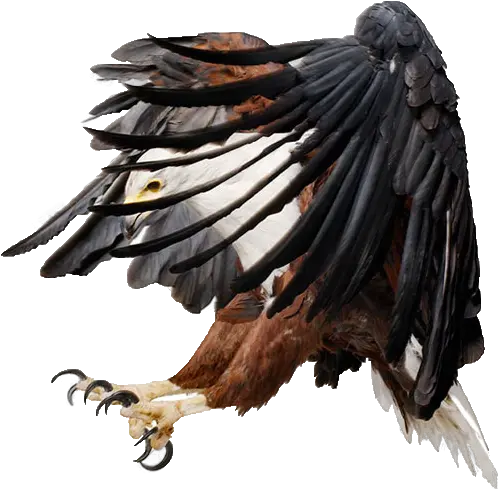 Icon Eagle Png Picpng Head