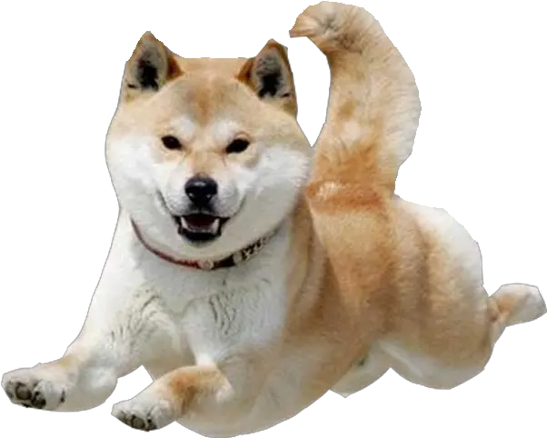 Dog Transparent Shiba Inu Shiba Inu Transparent Background Png Dog Transparent