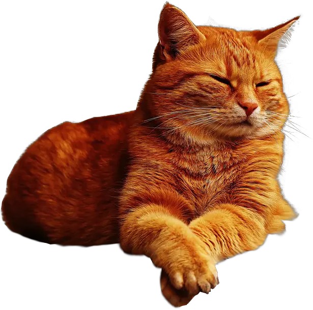 Ginger Cat Lazing No Background Image Transparent Background Cat Transparent Png Transparent Cat