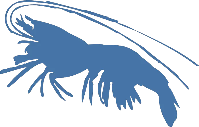 Shrimp Blue Shrimp Png Shrimp Png