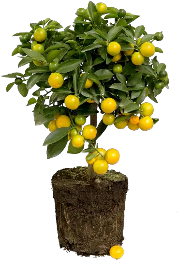 Elho Png Lemon Tree