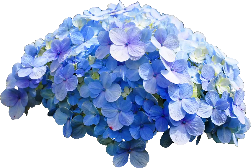 Common Hydrangea Hydrangea Png Hydrangea Png