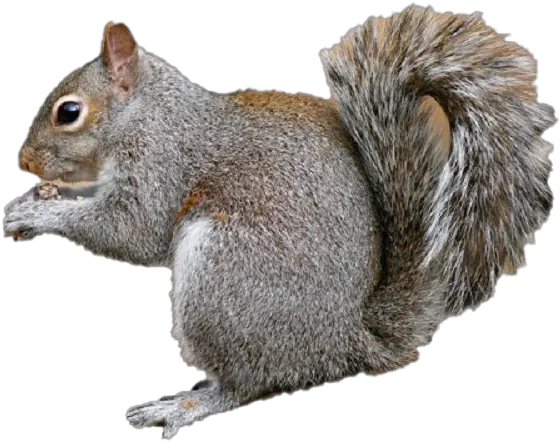 Squirrel Transparent Images Png Play Grey Squirrel Transparent Squirrel Transparent Background