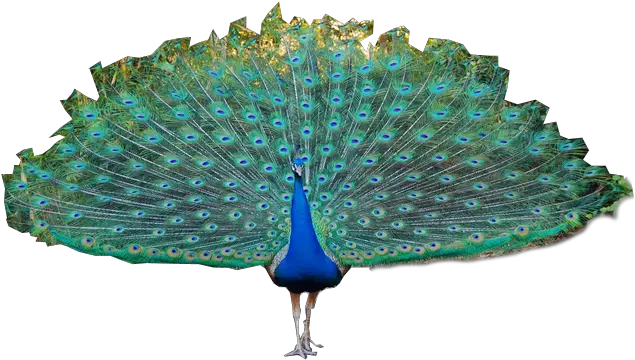 Peacock Png Images Free Download Peacock Tail Png Peacock Png