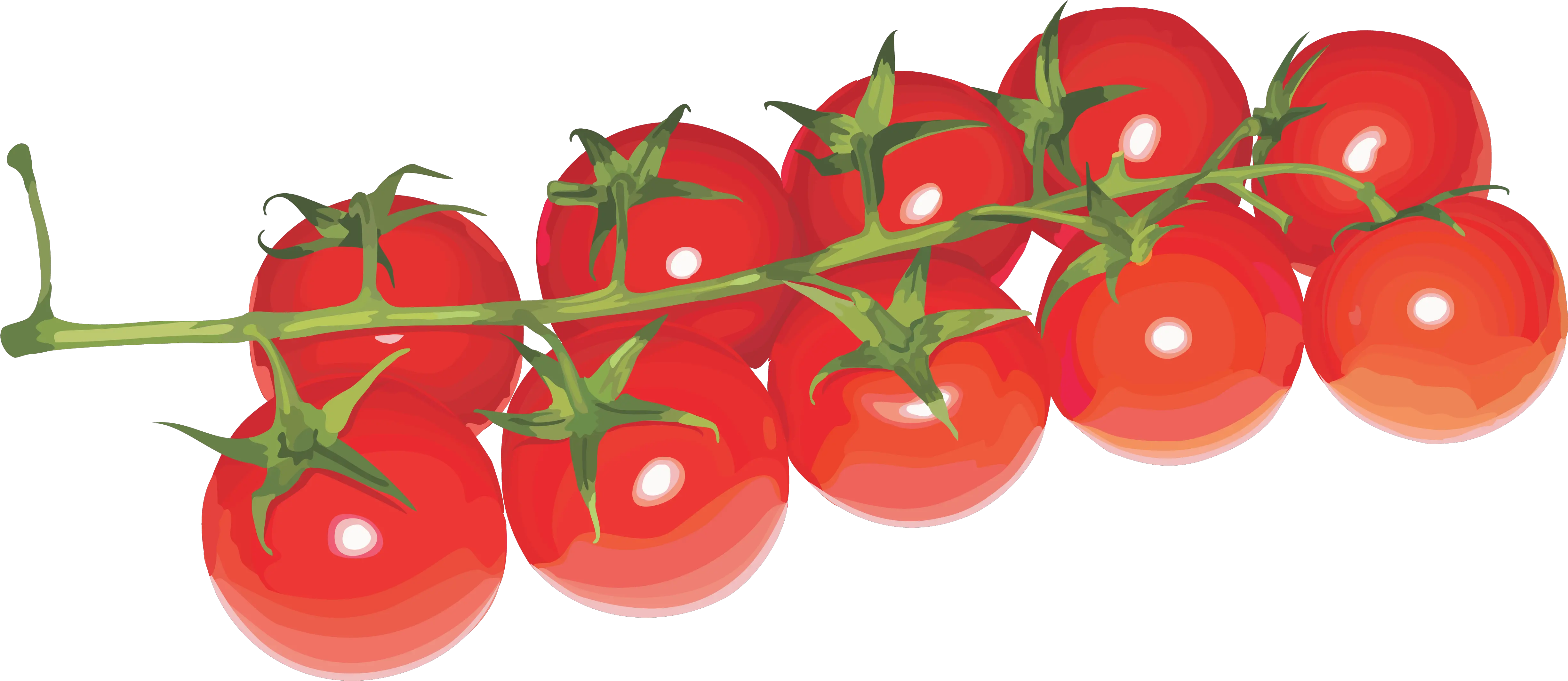 Download Cherry Tomatoes Transparent Background Png Image Cherry Tomato Transparent Background Cherry Transparent Background