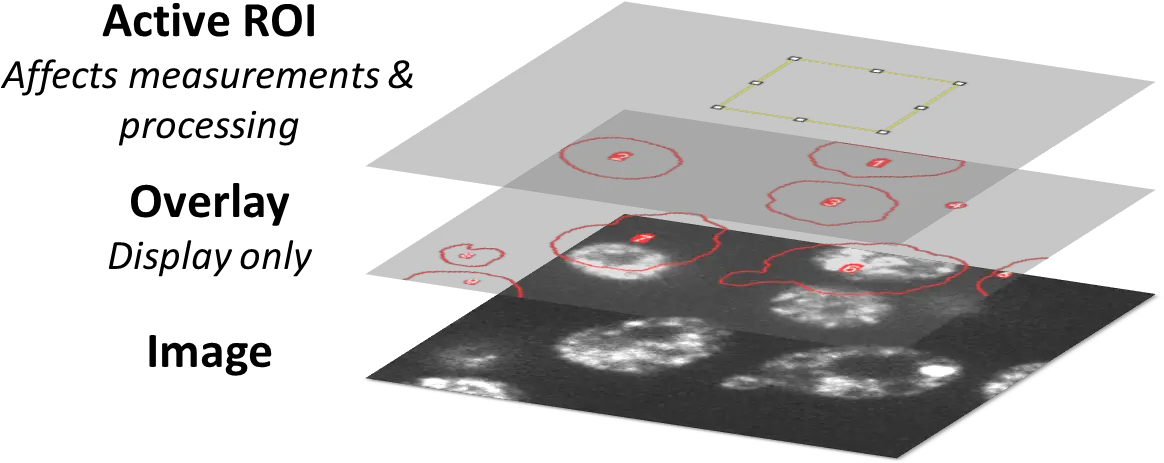 Measurements U0026 Regions Of Interest Analyzing Fluorescence Imagej Overlay Rois Add Png Blur Overlay Png