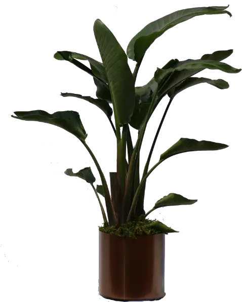 Tall Indoor Tropical Plants Heliconia Indoor Plant Png Tropical Plant Png