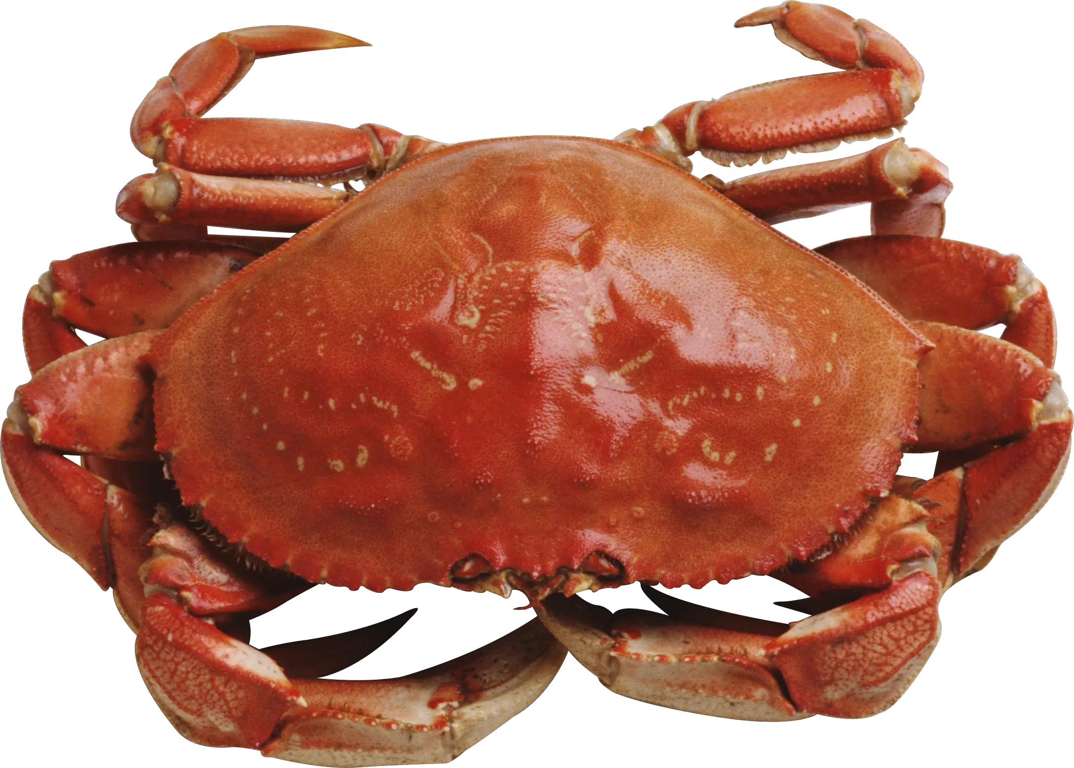 Free Png Images Download Crab Transparent Background