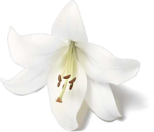 The Ritual Of Holi Shower Foam Flower Tiger Lily Png White Lily Png