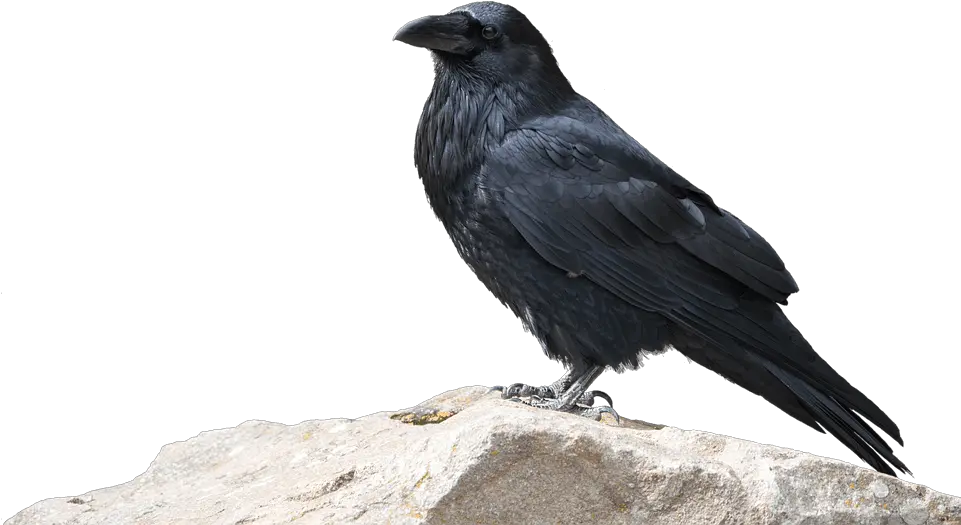 Raven Transparent Png Image Free Clipart Vectors Psd Kruk Na Biaym Tle Crow Transparent