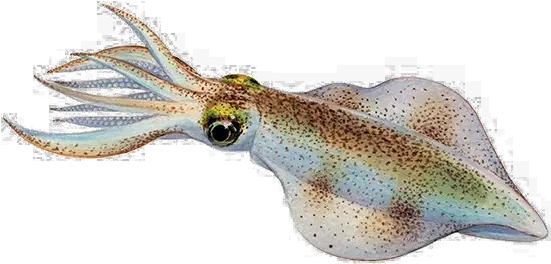 Real Squid Background Png Image Squid Squid Png