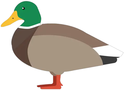 Duck Side View Flat Transparent Png U0026 Svg Vector File Imagem De Pato Png Duck Cartoon Png