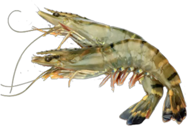 Shrimps Png Transparent Background Image For Free Download Transparent Background Shrimp Png Shrimp Png