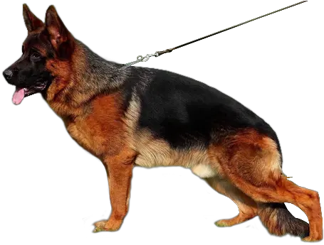 Download Best Training Dog Png Image Hd Full Size Png Dog Image Hd Png Dog Png Transparent