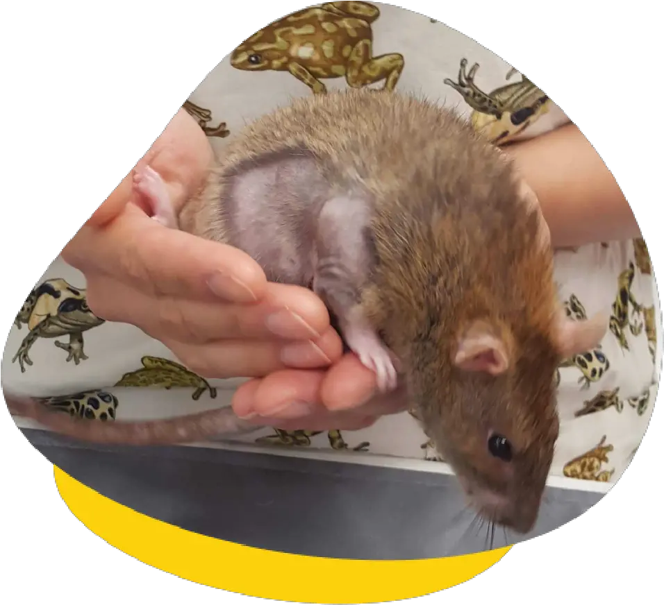 Lumps And Bumps In Mice Rats Should You Visit A Vet Brown Rat Png Rat Transparent Background