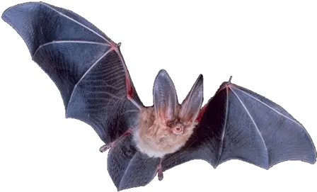 Bat Png Big Eared Bat Png Bat Transparent Background