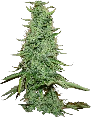 Northern Light X Big Bud Northern Light Weed Big Bud Png Weed Nugget Png