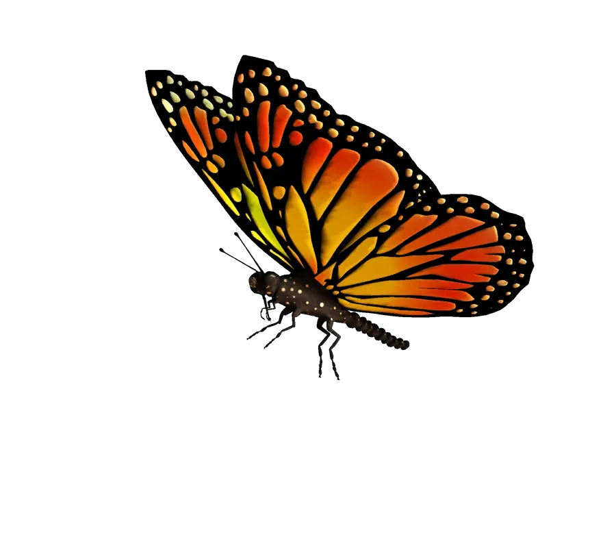 Download Flying Butterflies Transparent Png Free Transparent Background Monarch Butterfly Clipart Butterfly Transparent