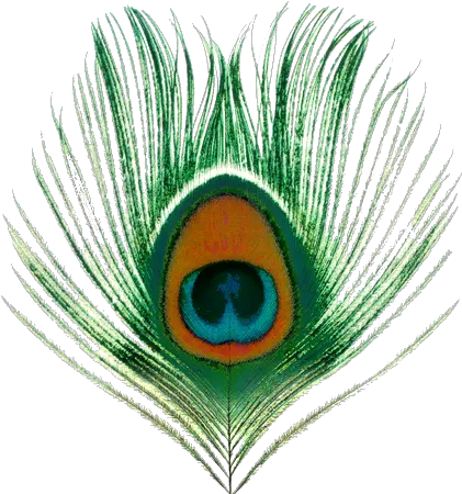 Peacock Transparent Images Xtc Apple Venus Volume 1 Png Peacock Png