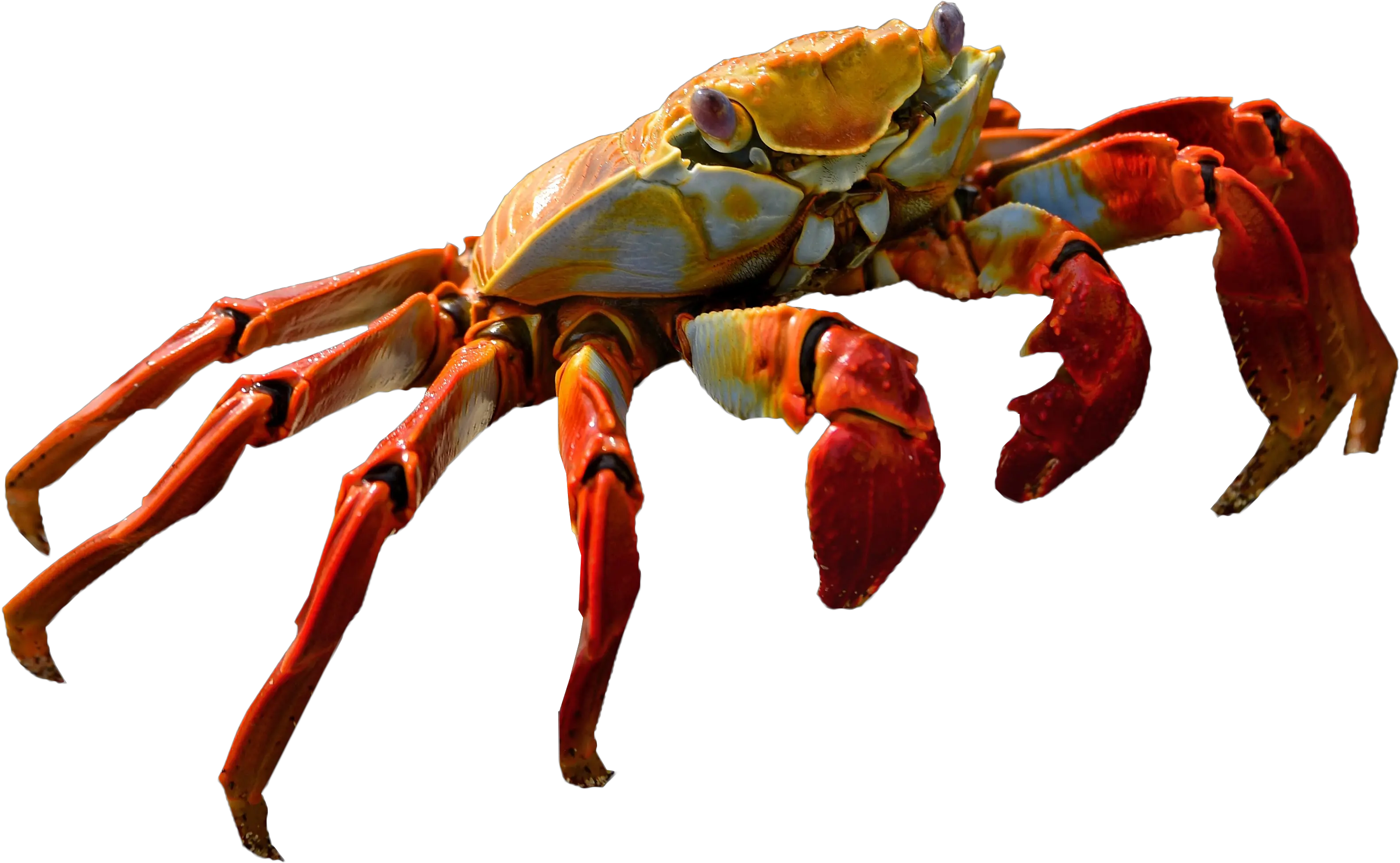 Crab No Background Transparent Background Crab Png Crab Transparent Background