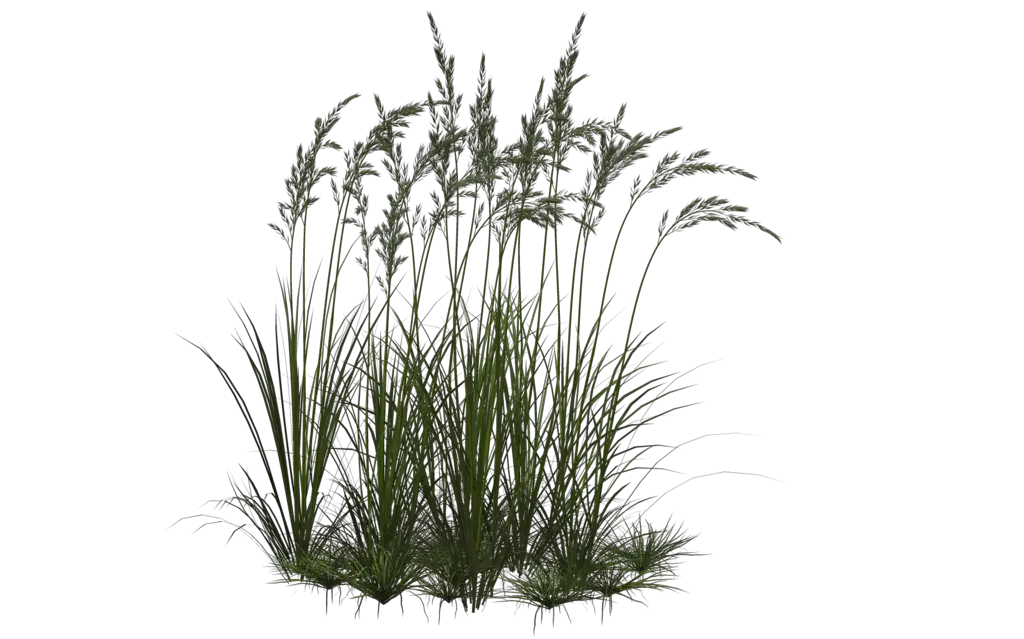 Download Grass Flower Png Flowers And Grass Png Wild Grass Png