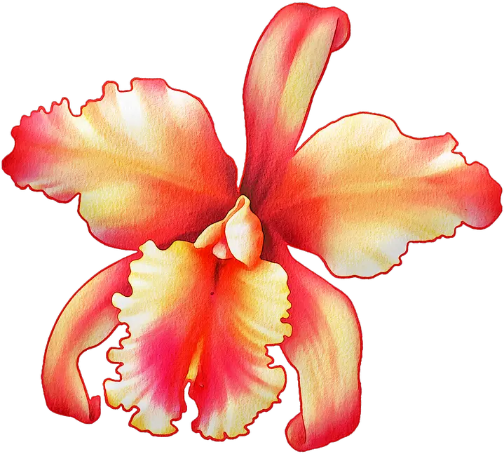 Watercolor Flowers Floral Pink Free Image On Pixabay Watercolor Painting Png Plumeria Png