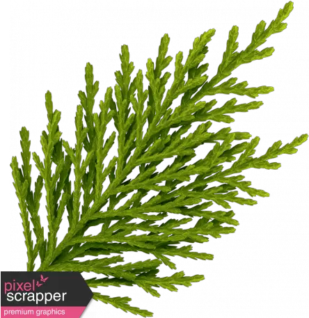 Oregonian Pine Branch Digital Scrapbooking Full Size Png Evergreen Pine Branch Png