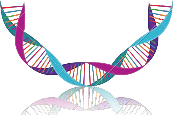 Hd Png Download Curve Dna Logo Dna Strand Png