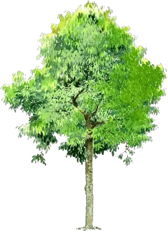 Tree Landscape Tree Illustration Png Trees Background Png