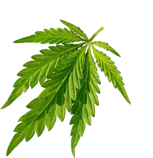 Cannabis Sativa Joint Leaf Cannabis Leaf Png Marijuana Leaf Transparent