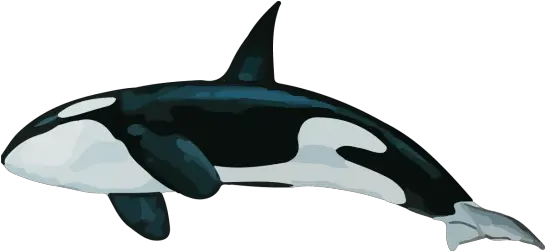 The Deep Sea Killer Whale Transparent Png Ocean Fish Png