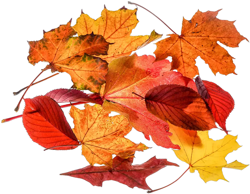 Autumn Leaves Leaf Transparent Foglie Png Autumn Leaves Transparent Background