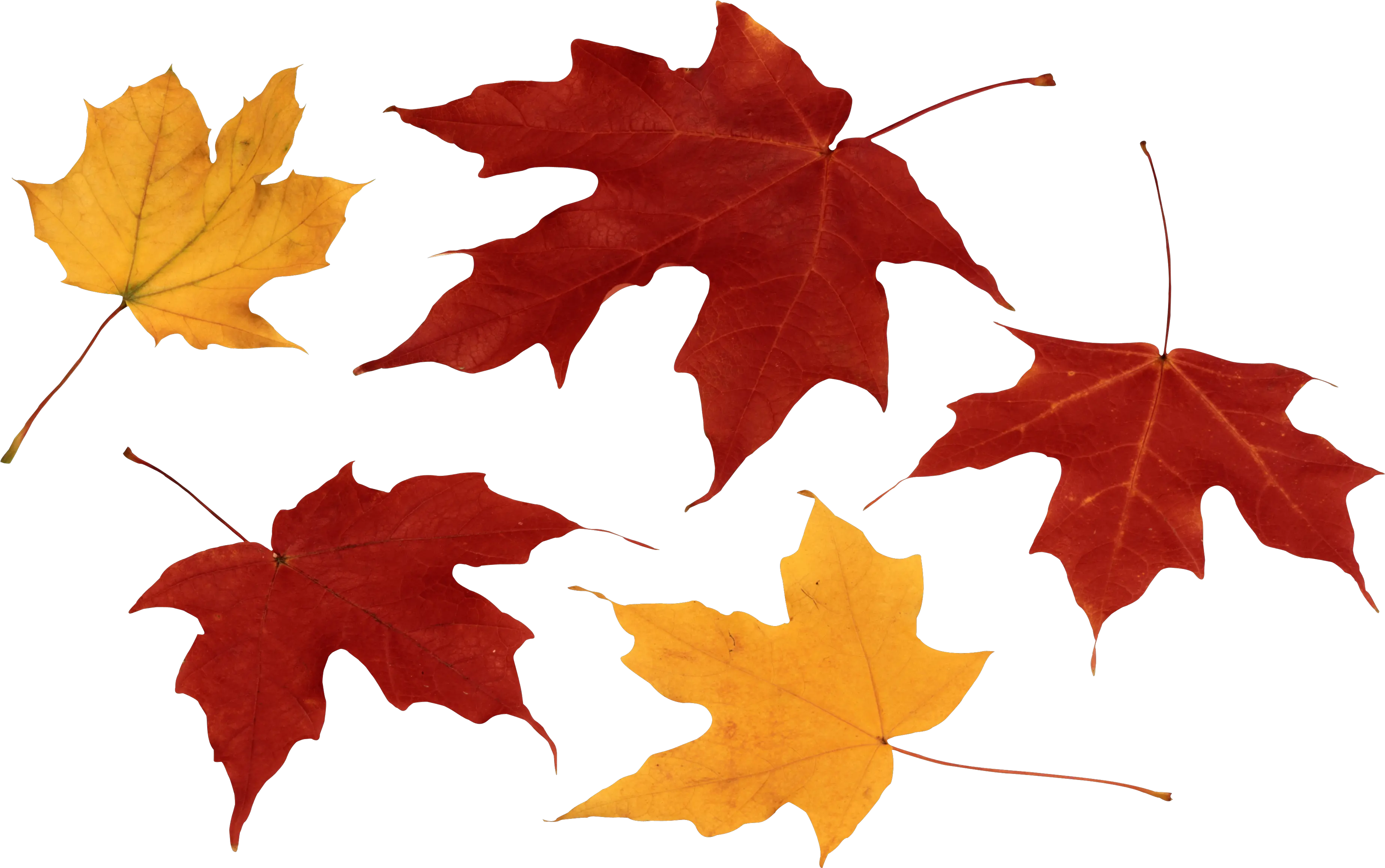 Png Images Free Yellow Leaves Fall Leaves Autumn Png Autumn Leaves Png