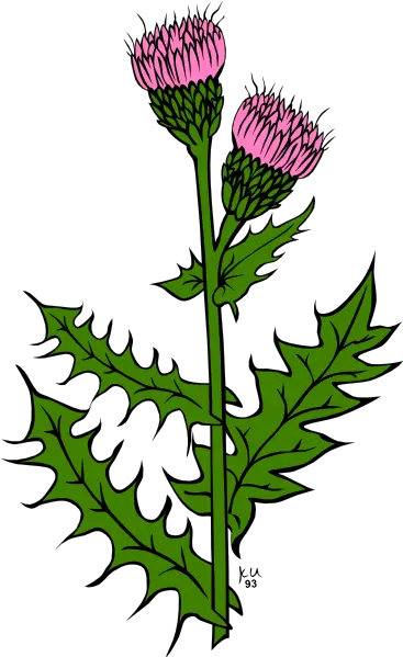 Library Of Weed Bud Vector Transparent Png Files Thistle Scotland Weed Transparent Background