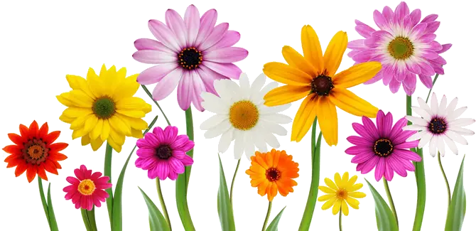 Colorful Summer Spring Flowers Png 43173 Free Icons And Spring Flowers White Background Summer Transparent Background